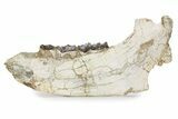 Fossil Titanothere (Megacerops) Mandible - South Dakota #249235-1